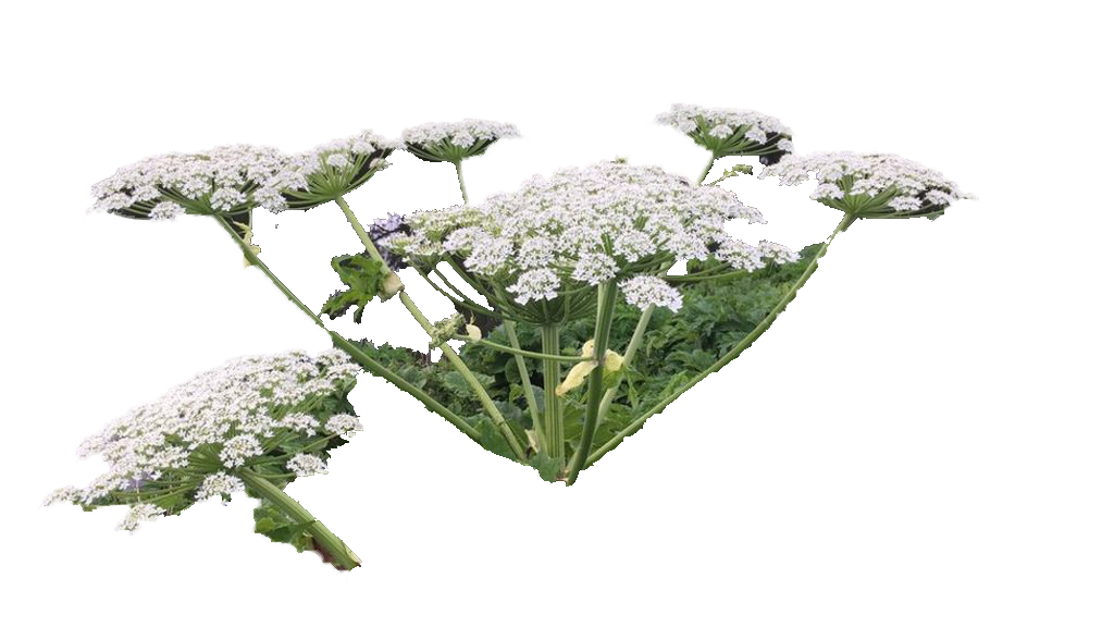 giant-hogweed